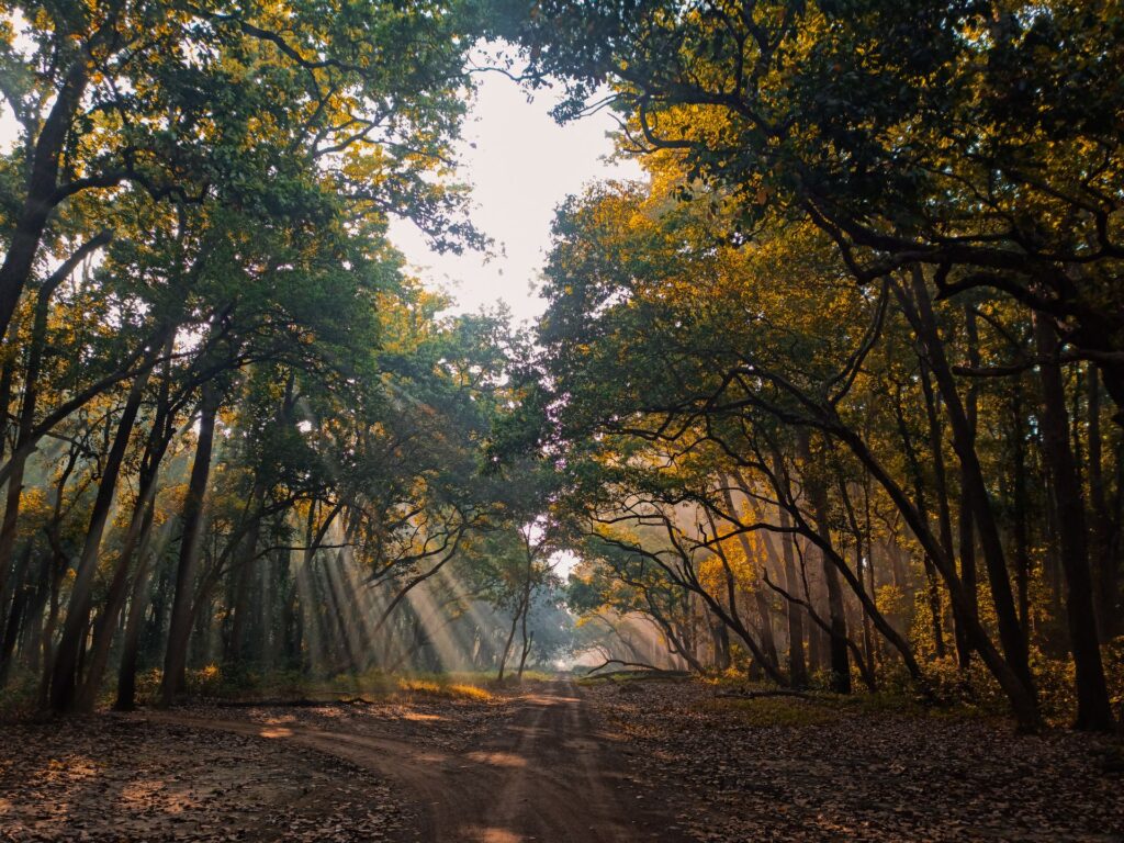 Dhikala Zone Overview - Jim Corbett National Park Safari 1000000079